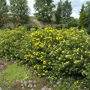 Potentilla_fruticosa_Goldfinger_2007_3646.jpg