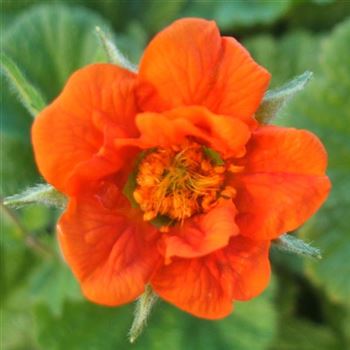 Geum_coccineum_Werner_Arends_WI_Q1.jpg