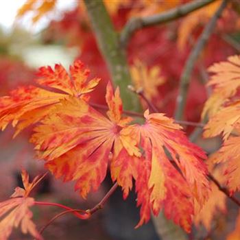 Acer_Aconitifolium_GR_1.JPG