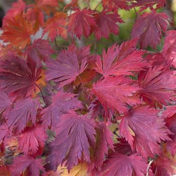 Acer_japonicum_Aconitifolium_2008_8434.jpg