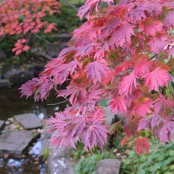 Acer_japonicum_Aconitifolium_2008_8430.jpg