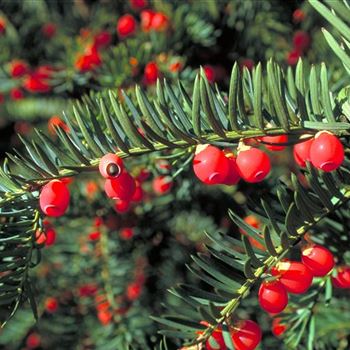 Taxus_baccata_Nissens_Präsident_2000_2714.jpg