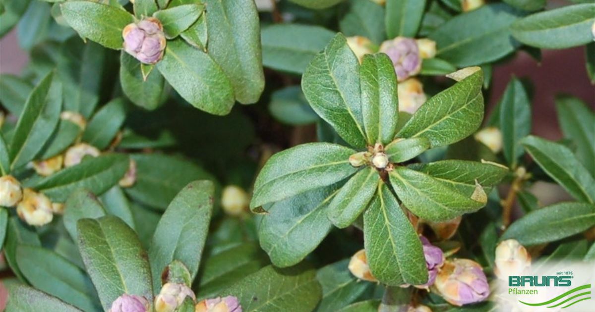 Rhododendron impeditum 'Blue Tit Magor' von Bruns Pflanzen