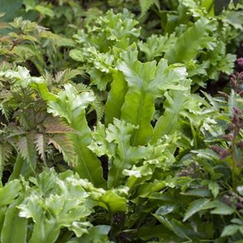 Asplenium scolopendrium