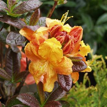 Rhododendron_luteum_Klondyke_1990_0114_q.jpg