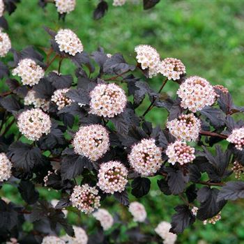 Physocarpus_opulifolius_Diabolo_HRM_3632.jpg