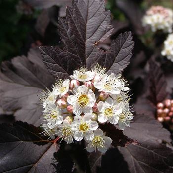 Physocarpus_opulifolius_Diabolo_q.jpg