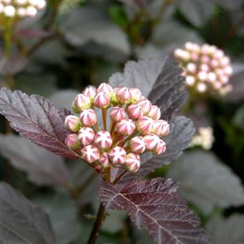 Physocarpus_opulifolius_Diabolo_6.JPG