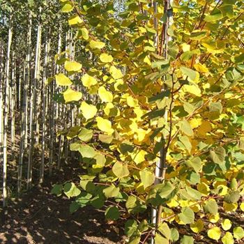 Tilia_cordata_Winter_Orange.JPG