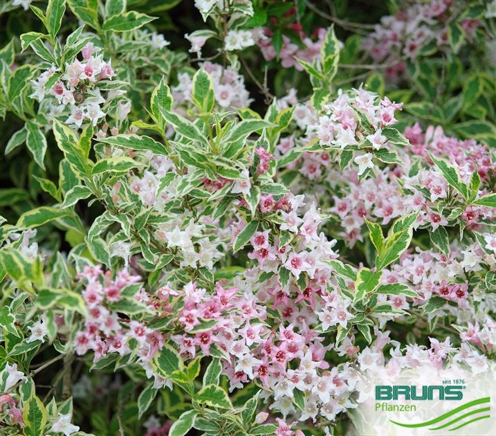 Weigela 'Nana Variegata' von Bruns Pflanzen
