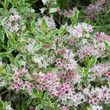 Weigela_florida_Nana_Variegata_2008_3170.jpg