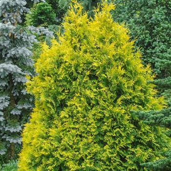 Thuja_occidentalis_Sunkist_2010_3497_Q.jpg