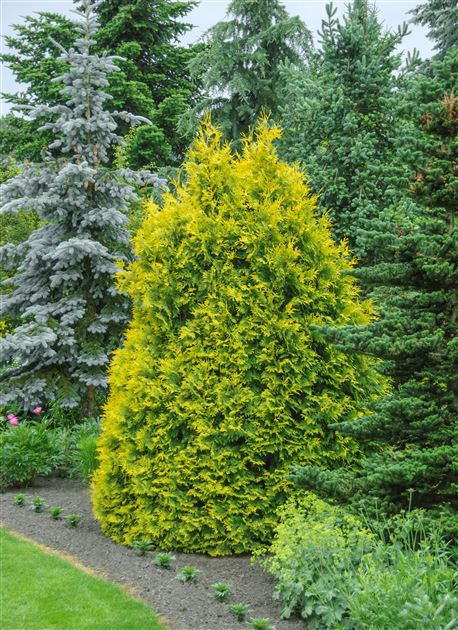 thuja western Thuja plicata 'TPMTF' ~ Everyst® Western Cedar – Moon's Tree Farm