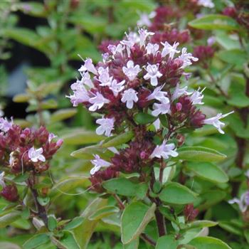 Origanum_vulgare_WI_Q2.jpg