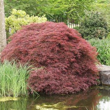 Acer_palmatum_Dissectum_Atropurpureum_Group_2005_1570.jpg