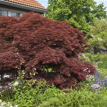 Acer_palmatum_Dissectum_Atropurpureum_Group_2008_3636.jpg