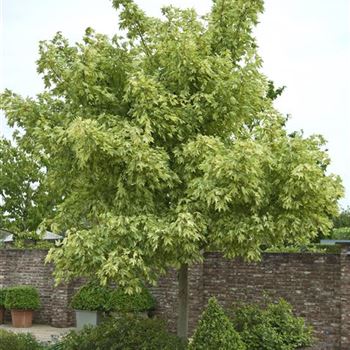 Acer_pseudoplatanus_Leopoldii_2009_2736.jpg