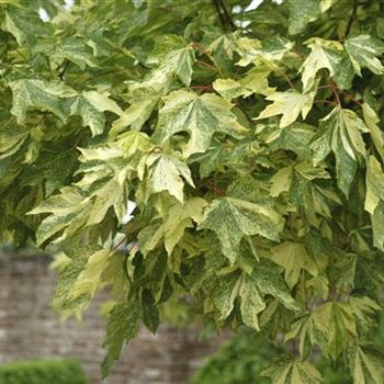 Acer_pseudoplatanus_Leopoldii_2009_2740.jpg