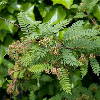 Sorbus_koehneana_2009_2604.jpg