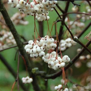 Sorbus_koehneana_2010_9038.jpg