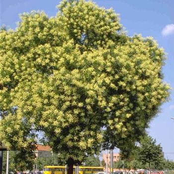 Sophora_japonica_2000_2020.jpg