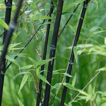 Phyllostachys_nigra_punctata_2006_4989.jpg