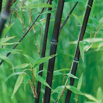 Phyllostachys_nigra_punctata_2006_4989a.jpg