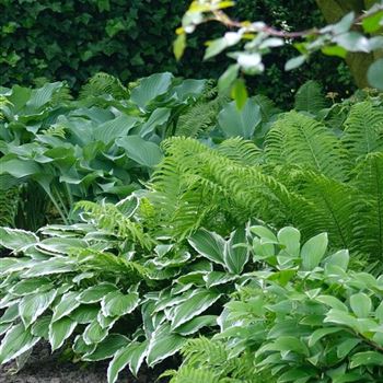 Hosta_undulata_Albomarginata_HRM_Q2.jpg