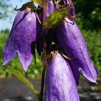 Campanula_punctata_Sarastro.jpg