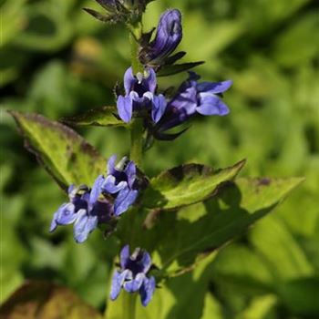 Lobelia_siphilitica_Blaue_Auslese_1S1B6112.JPG