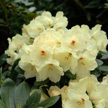 Rhododendron_yakushimanum_Flava_2006_1206.jpg