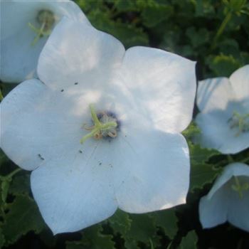 Campanula_carpatica_Weisse_Clips_WI_Q1.jpg