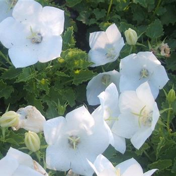 Campanula_carpatica_Weisse_Clips_WI_Q2.jpg