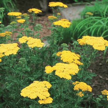 Achillea_filipendulina_Credo_UAS_Q1.tif