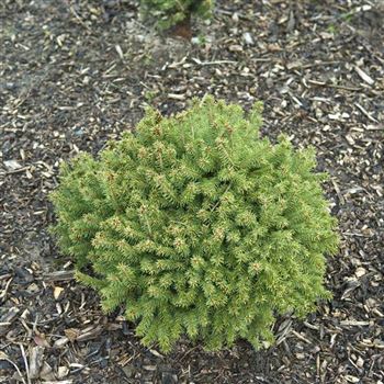 Picea_abies_Echiniformis_2008_1531.jpg