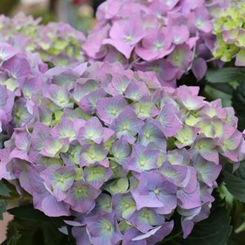 Hydrangea_macrophylla_Bodensee_1S1B2311.JPG