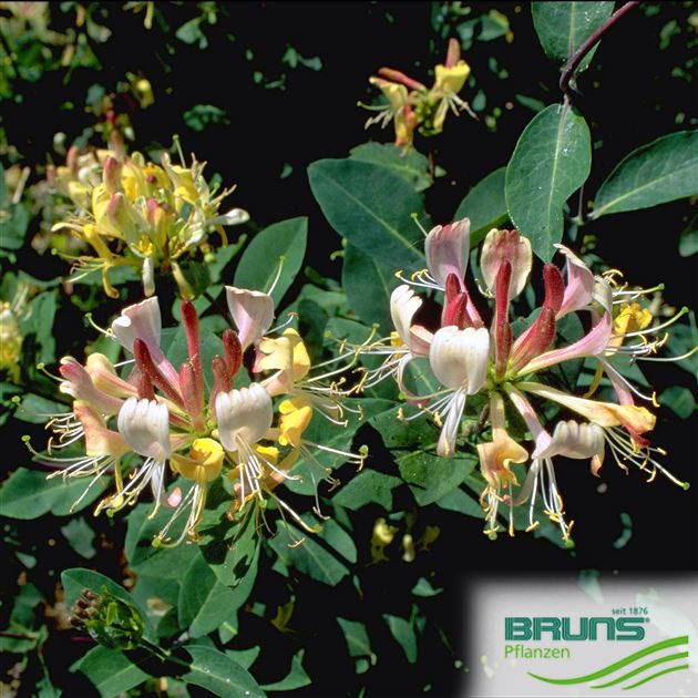 Lonicera heckrottii 'Goldflame' von Bruns Pflanzen
