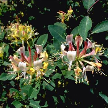 Lonicera_heckrottii_Goldflame_1999_3499_q.jpg