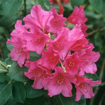 Rhododendron_williamsianum_August_Lamken_1998_1884_Q.jpg