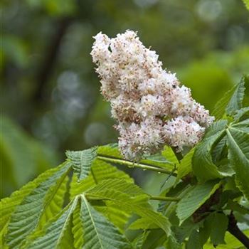 Aesculus_hippocastanum_Baumannii_2009_2417.jpg