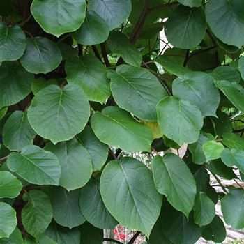 Actinidia_chinensis_2005_2783_q.jpg