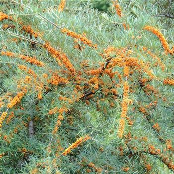 Hippophae_rhamnoides_2009_5692_Q.jpg