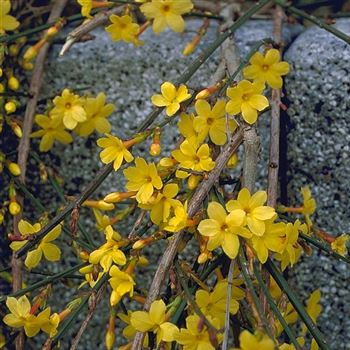 Jasminum_nudiflorum_2001_5337_q.jpg