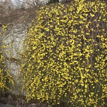 Jasminum_nudiflorum_2008_0072.jpg