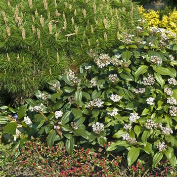 Viburnum_davidii_2009_1627_q.jpg