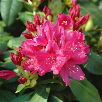 Rhododendron_Nova_Zembla_2006_0709_Q.jpg