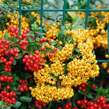 Pyracantha_Soleil_dOr_2007_7073_q.jpg