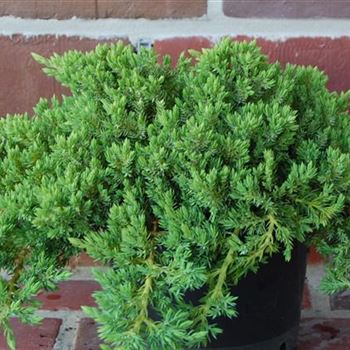 Juniperus_procumbens_Nana_GR_R1.jpg