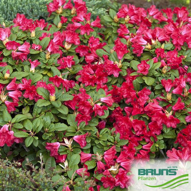 Rhododendron repens 'Scarlet Wonder' von Bruns Pflanzen