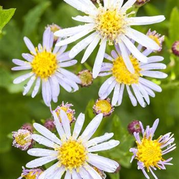 Aster ageratoides 'Asran'